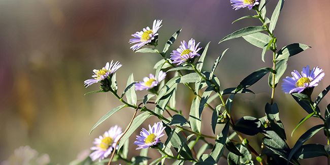 Bien réussir la multiplication des asters : guide pratique