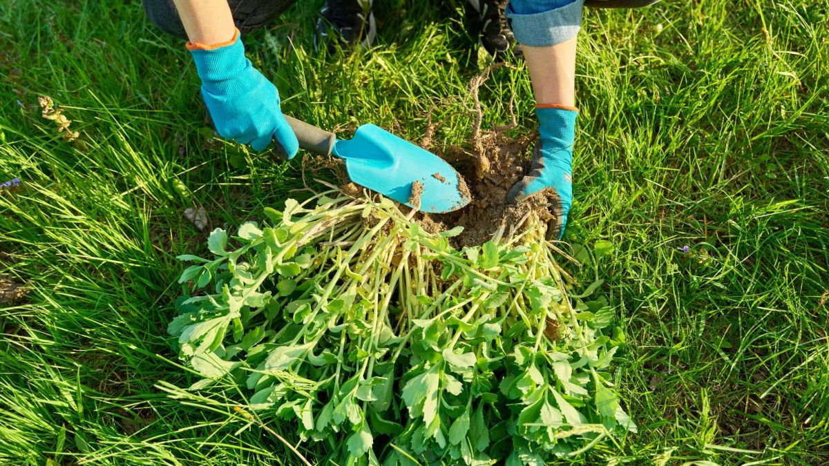 Redécouvrez votre jardin : l'art de diviser pour mieux fleurir