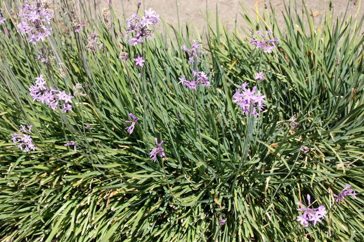 une plante bulbeuse à fleurs comestibles pour égayer votre jardin cet été