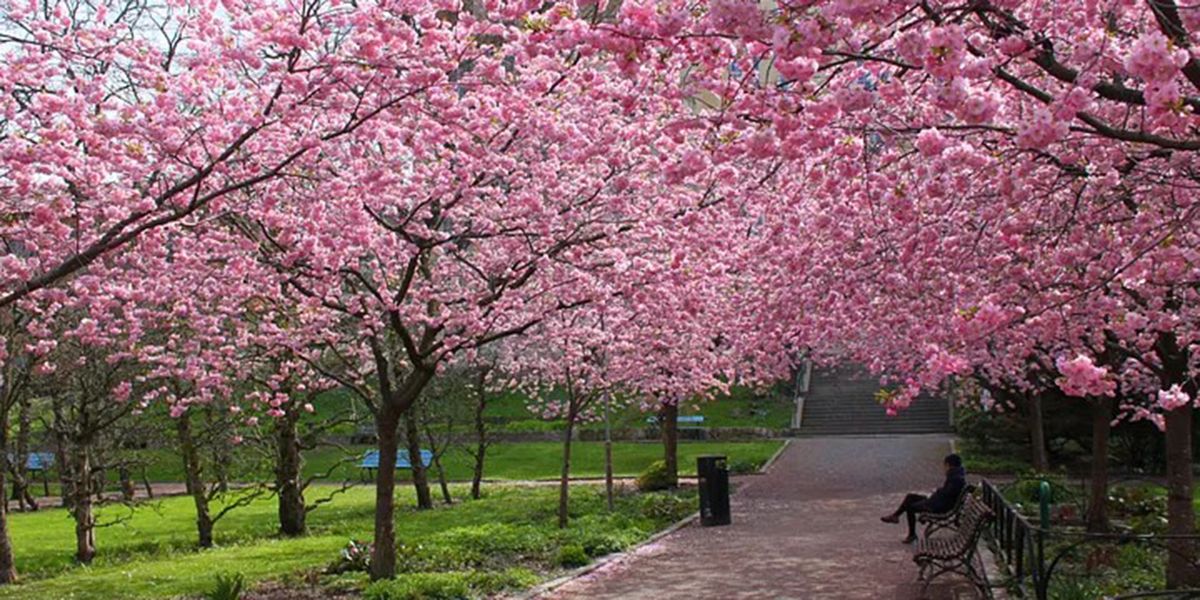 Le cerisier du Japon : une explosion de couleur au printemps