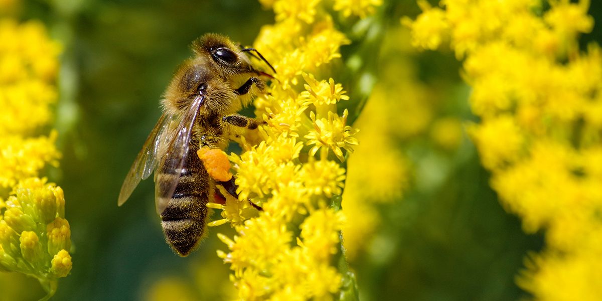 Comprendre la reproduction des plantes : du pollen aux fruits