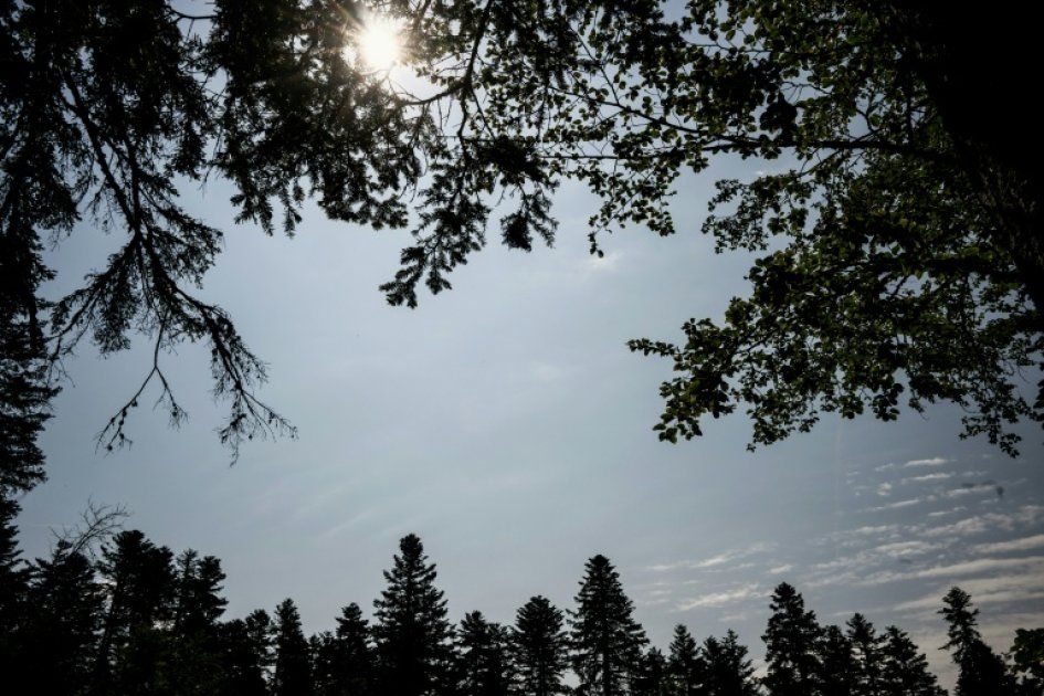 Les arbres en France face à la canicule : résilience et dangers à surveiller