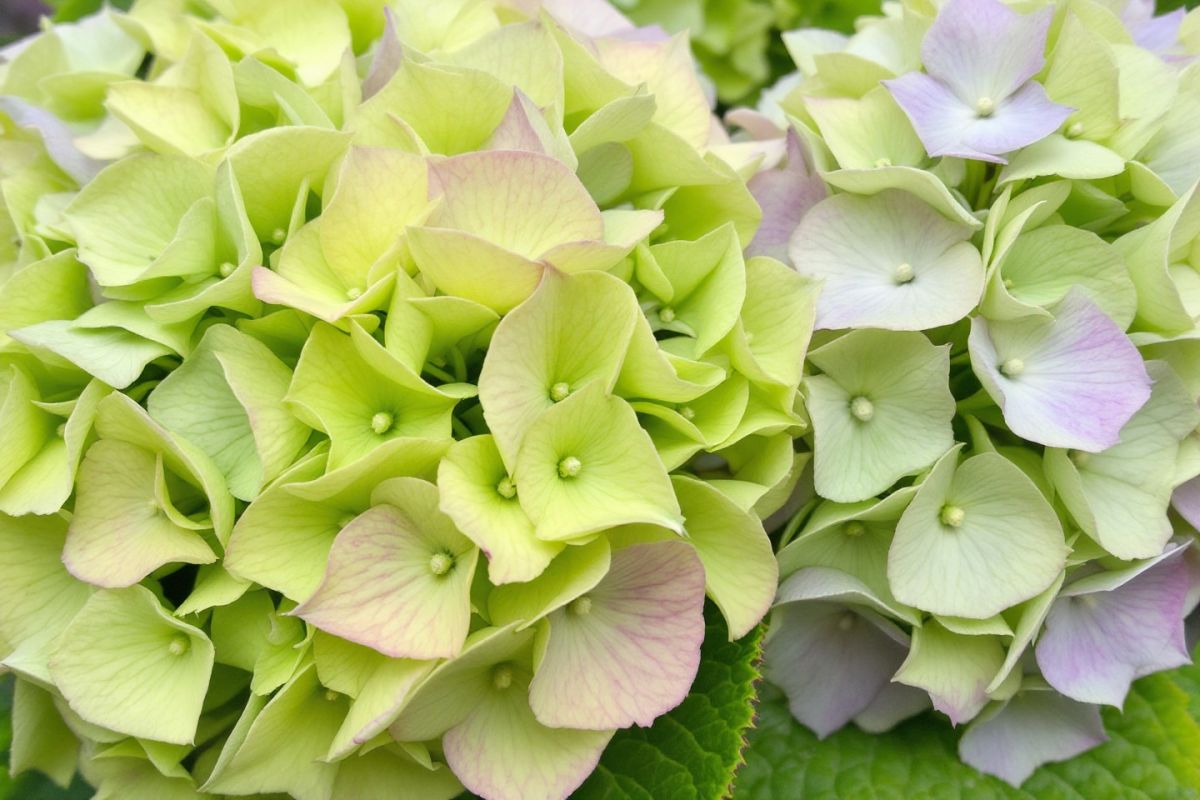 faut-il couper ses hortensias en automne ? la réponse qui met enfin tout le monde d'accord