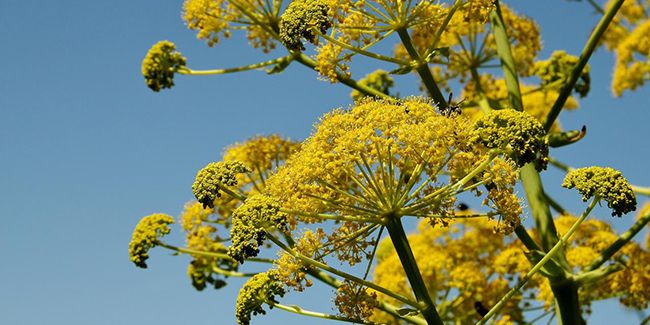 Férule (Ferula communis), un fenouil géant