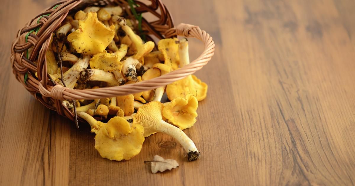 Les secrets pour nettoyer des girolles comme un pro