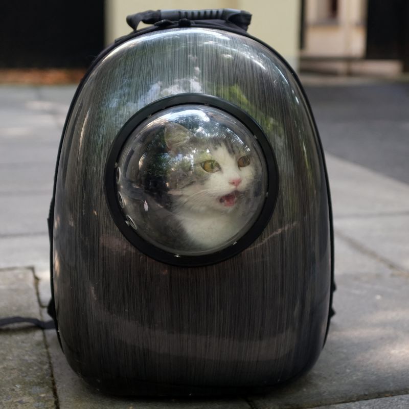 Un drame sous le TGV : le sort tragique d'un chat à la gare de Lyon