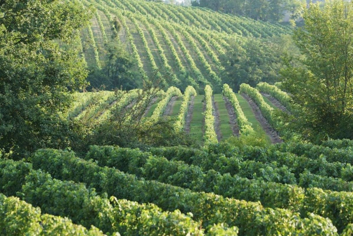 Une lueur d'espoir pour les viticulteurs en crise dans l'Entre-deux-Mers