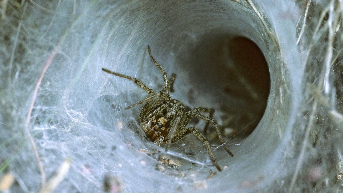 Une araignée redoutable fait son apparition en Europe