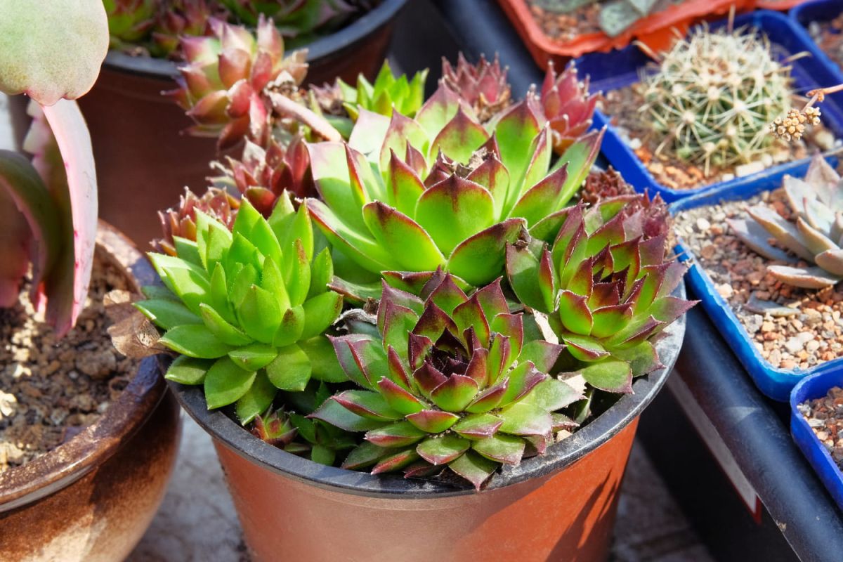 Aeonium : entretien, hivernage, arrosage, bouture et variétés