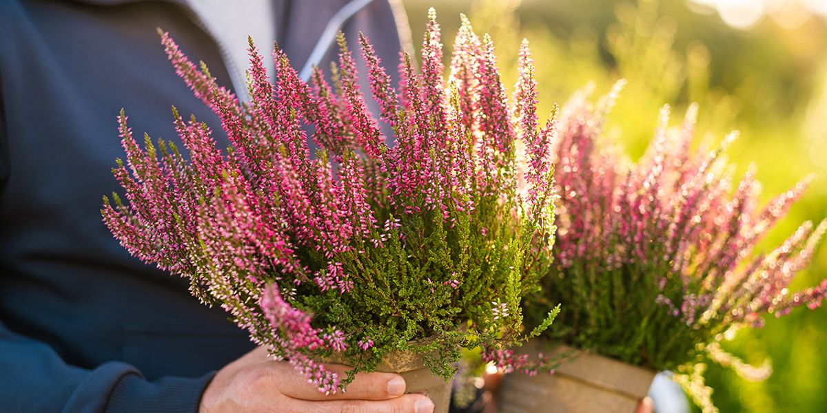 16 plantes d'hiver pour transformer votre balcon en un jardin luxuriant