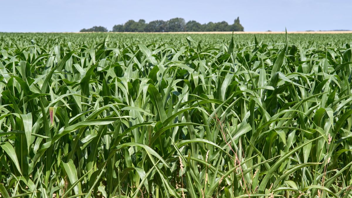 Ukraine, géant du maïs : une adhésion à l'UE menace l'agriculture française