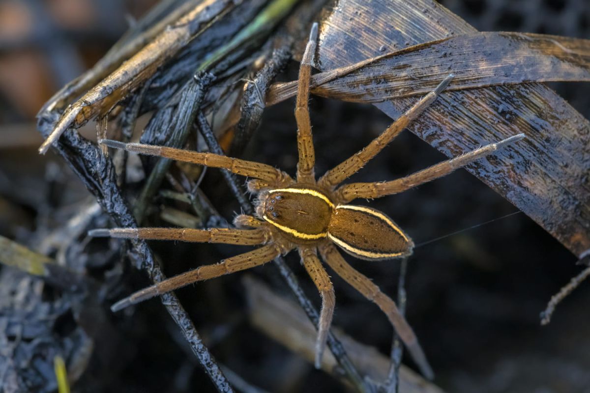 Des araignées géantes réaffirment leur présence en Europe, une renaissance impressionnante
