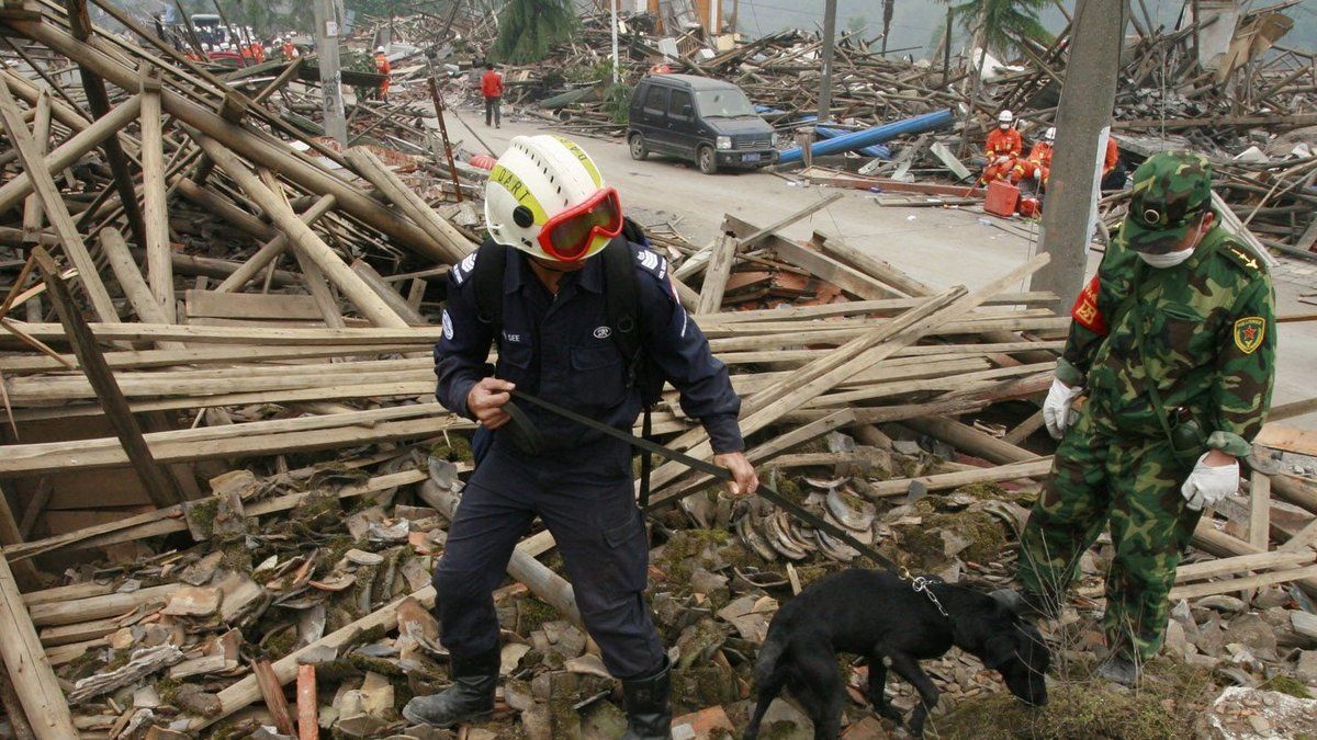 Venezuela : ces chiens héroïques brisent le silence des ruines